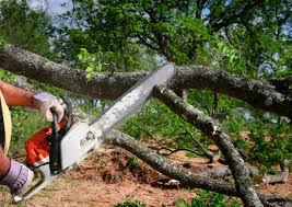 How Our Tree Care Process Works  in  Marcus Hook, PA