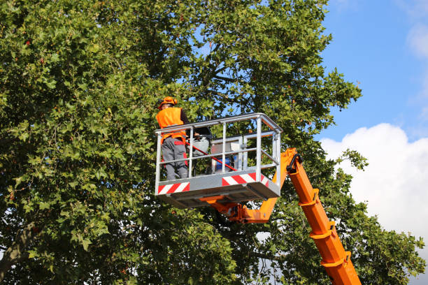 Professional Tree Services in Marcus Hook, PA