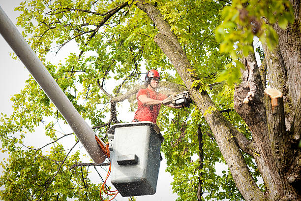 Leaf Removal in Marcus Hook, PA